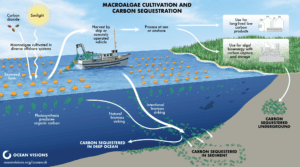 Macroalgae Cultivation and Carbon Sequestration Illustration